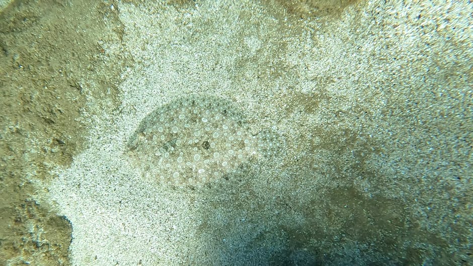 Close-up image of a round, pale, spiny sea urchin embedded in the sandy ocean floor, surrounded by coarse sand grains and small debris, with the textured surface of the sea urchin featuring numerous t