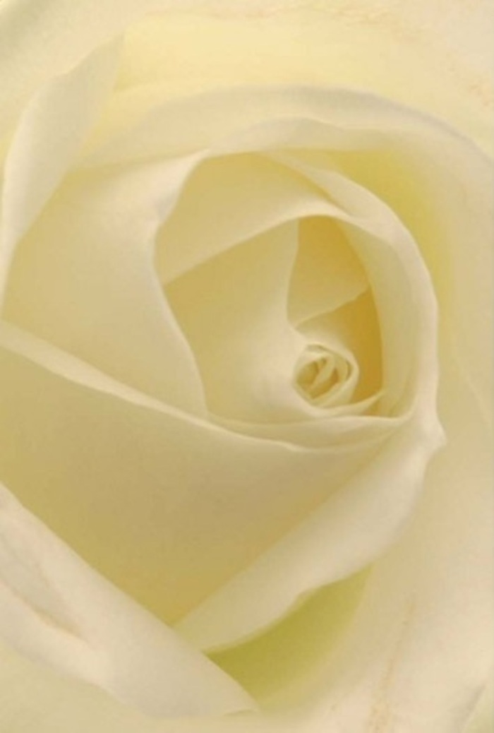 Lean in close to this classic white rose from Flowers Woodside, and it feels as if time itself slows, allowing you to savor each blend of cream and white in its gentle, spiraled layering. The petals, soft as the first light streaming over local landmarks like Norwood Junction, billow outward with tranquil grace, their subtle translucence hinting at both strength and vulnerability. Shadows nestle lightly between folds, deepening the sense of dimension and drawing the eye toward the silent heart at the core of the bloom. The composition overflows with an energy that is both serene and sophisticated, making this rose an exquisite choice for significant moments-perhaps a heartfelt Woodside apology, a romantic gesture, or a centrepiece at an elegant wedding reception held nearby. Each petal's texture mirrors the creamy calm of a still morning, while their perfect arrangement and soft glow evoke a purity and resilience cherished in the local community. Even from an image, you nearly catch the clean, uplifting scent that fills the shop floor and brings a sense of fresh possibility, ready to be conveyed in any heartfelt message across Woodside.