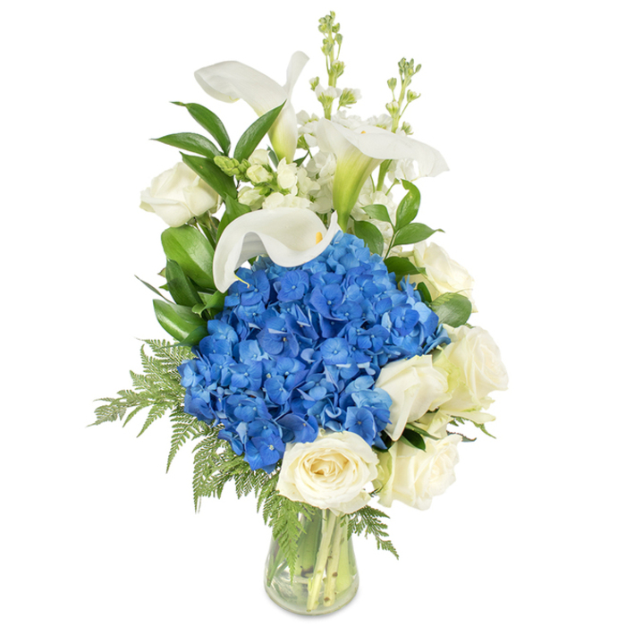 A tall, refined floral arrangement stands against a pristine white backdrop, the clear glass vase holding together a harmonious study in blue, white, and verdant greens. Central to the composition is an abundant mass of vivid blue hydrangeas - dense, almost cloud-like clusters whose papery petals overlap to create a tactile, velour-like surface. Arranged around the lower perimeter of those hydrangeas are several full, creamy white roses; their velvety petals and tightly packed centres add a classic softness that balances the hydrangeas' bold colour. Rising elegantly above and through the centre are multiple white calla lilies, their smooth, trumpet-shaped blooms and faintly green-tinted throats forming slender, statuesque accents that draw the eye upward. Interspersed among the primary flowers are fine, spiky stems of white snapdragon or stock, which inject vertical texture and a whisper of movement. The foliage is abundant and carefully placed: glossy dark green leaves provide weight and contrast, while lighter, feathery fern fronds cascade toward the vase's edge, softening the silhouette and lending a garden-fresh character. The stems are visible and neatly organized within the transparent water-filled vase, a detail that underscores the arrangement's freshness and professional construction. Bathed in soft, neutral light, the bouquet conveys serene elegance-an ideal choice for a dignified sympathy tribute, a tasteful anniversary gesture, or a striking centrepiece for a calm, stylish event in the Woodside area, perhaps displayed near local cafés on the high street or beside a mantel after an afternoon stroll in Ashburton Park.